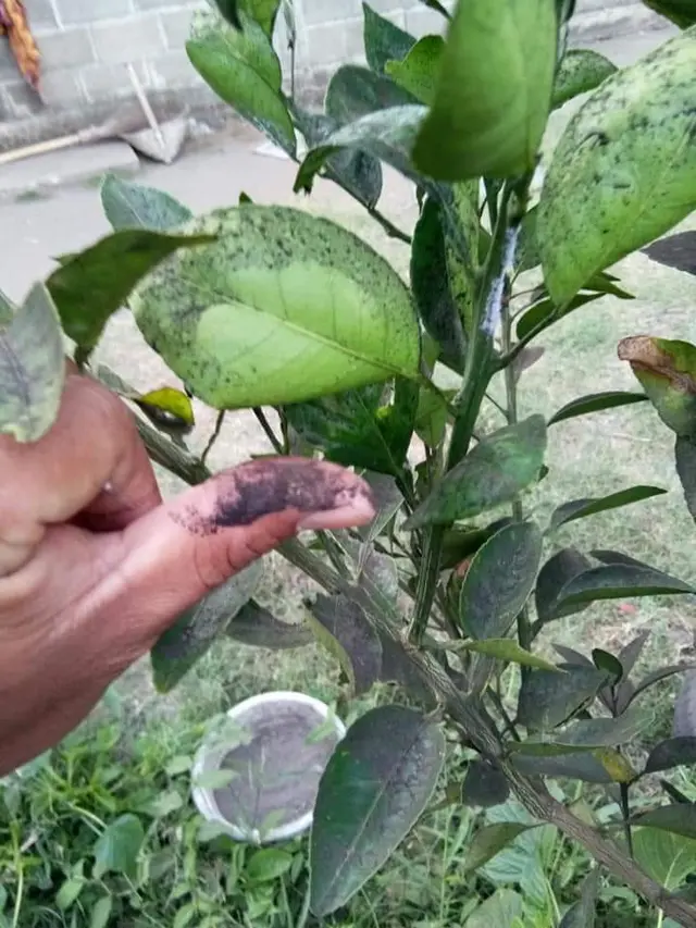 Lingkungan Dusun Winong, Slarang, kotor akibat TPS limbah PLTU Cilacap yang hanya berjarak lima meter dari permukiman. (Foto: Liputan6.com/JPL Cilacap/Muhamad Ridlo)
