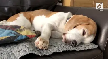 Lucu dan menggemaskan, seekor anjing beagle mengigau dan menggonggong sepanjang tidurnya.