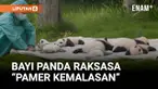 Menengok Debut Bayi Panda Raksasa Lucu Nan Menggemaskan I Liputan6Basis Penelitian dan Penangkaran Panda Raksasa Chengdu (Chengdu Research Base of Giant Panda Breeding) di Chengdu, Provinsi Sichuan, China barat daya, memperkenalkan anak-anak panda ya...