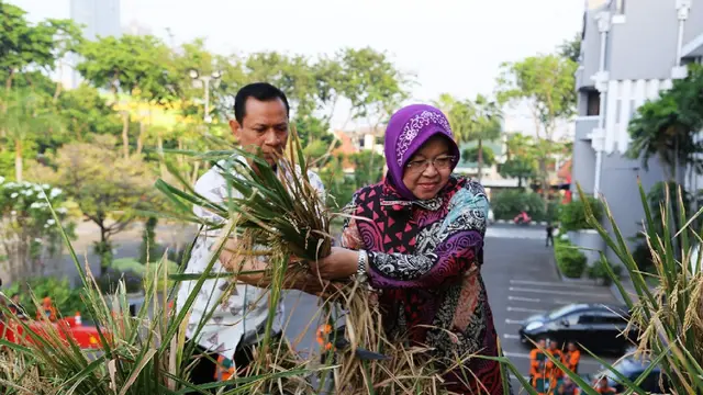 Surabaya Panen Padi Perdana Hasil Urban Farming Atap Balai Kota