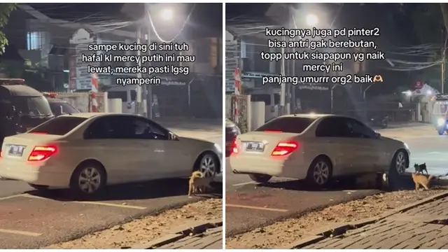 Viral Kucing Selalu Tunggu Mobil Putih Datang Memberinya Makan,