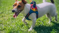 How to Put on a Dog Harness: 3 Types of Harness