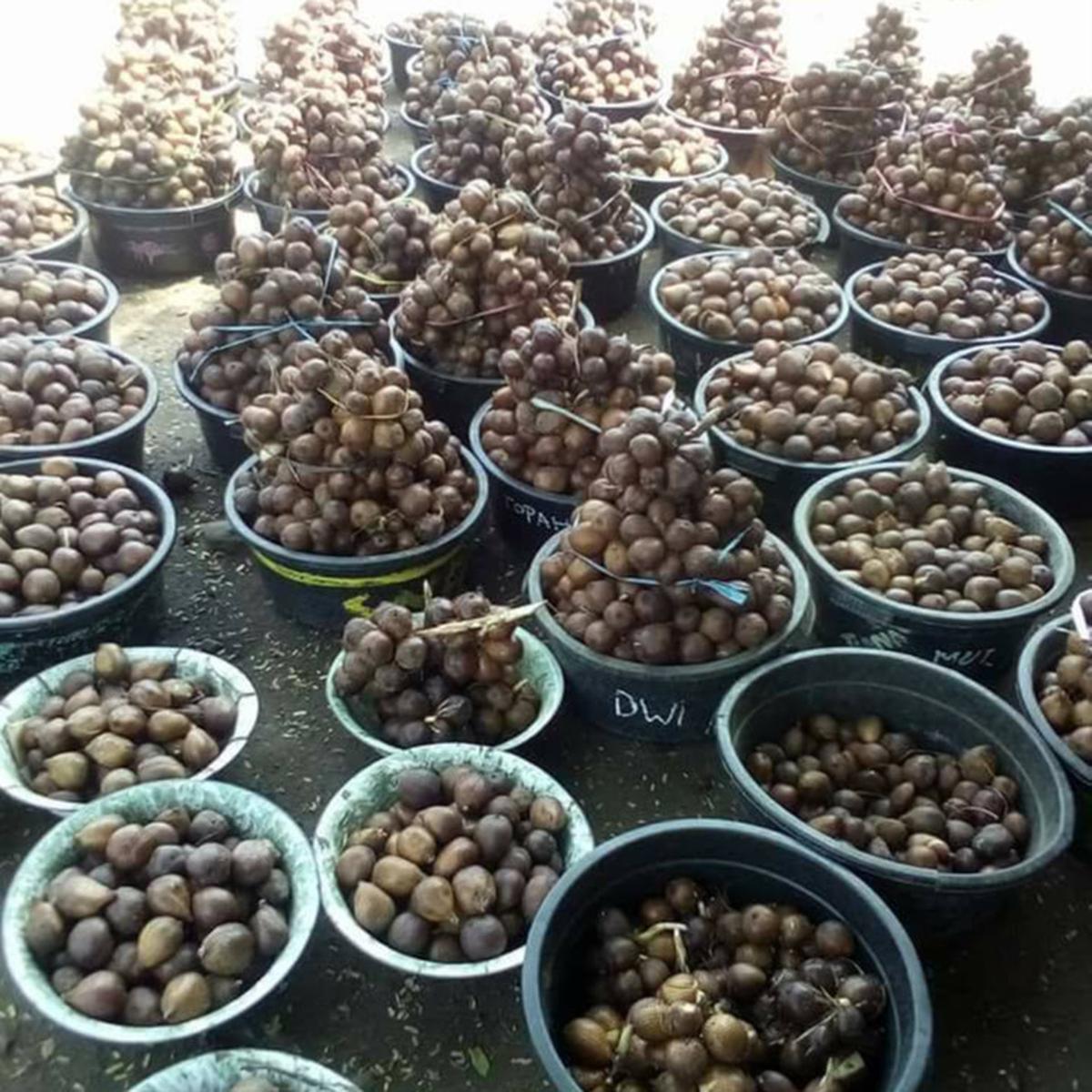 Salak Bangkalan