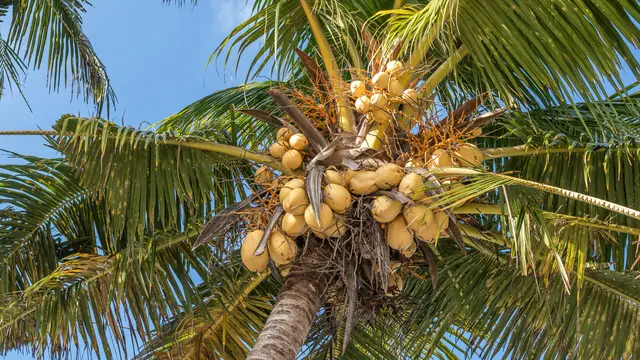 Ilustrasi buah kelapa kuning