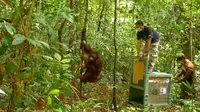 Orangutan yang dilepas-liarkan ke Taman Nasional Bukit Baka Bukit Raya Kalimantan (sumber: USAID/BKSDA/BOS)