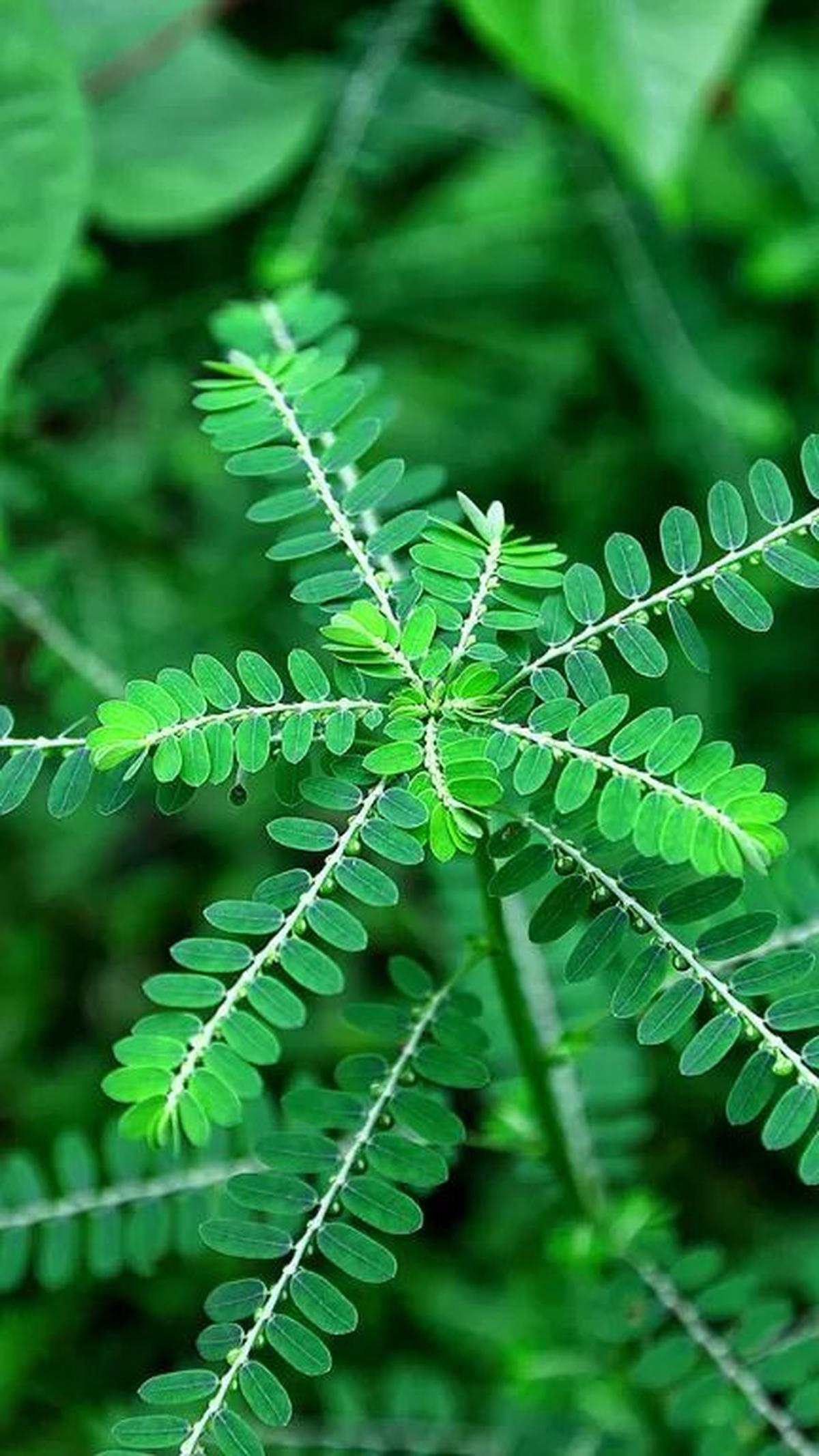 Daun meniran telah lama menjadi bagian tak terpisahkan dari warisan pengobatan herbal Indonesia, dikenal karena khasiatnya yang menakjubkan. Ya, sebagai tumbuhan yang berkembang secara alami di berbagai wilayah tropis, meniran menarik perhatian karena sej