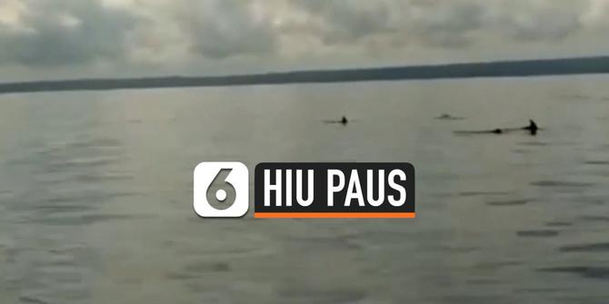 VIDEO: Hiu Paus dan Lumba-Lumba Hidung Botol Muncul di Ujung Kulon