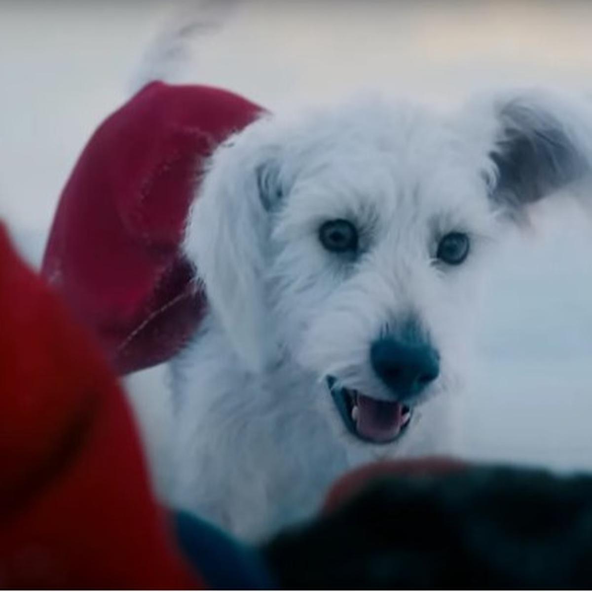 Krypto Anjing Super di film Superman 2025