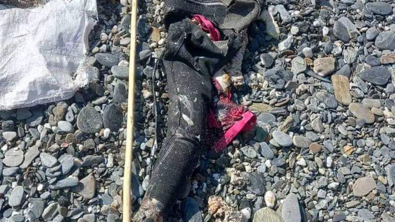 Potongan Tubuh Penyelam Ditemukan Dalam Perut Hiu