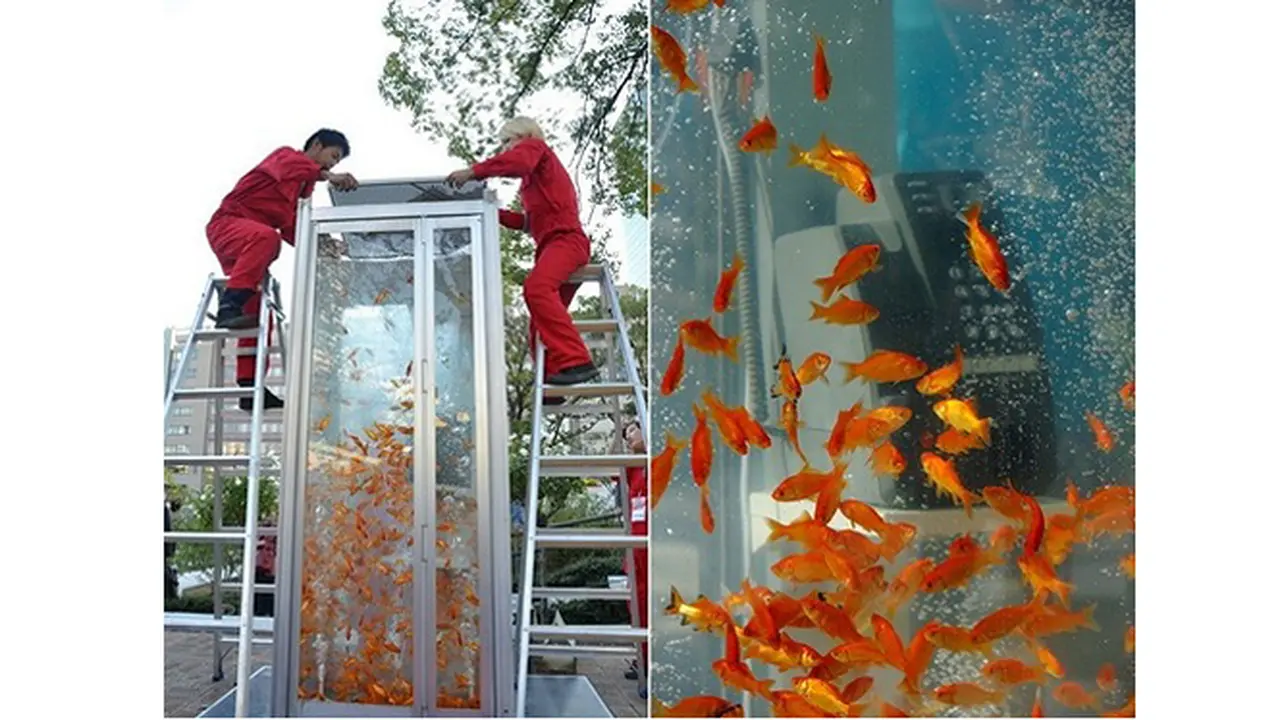 Lincahnya Ikan Mas Saat Berenang di Box Telepon Umum