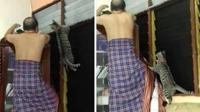 7 Potret Tingkah Kocak Kucing Membantu Manusia, Bikin Gemes