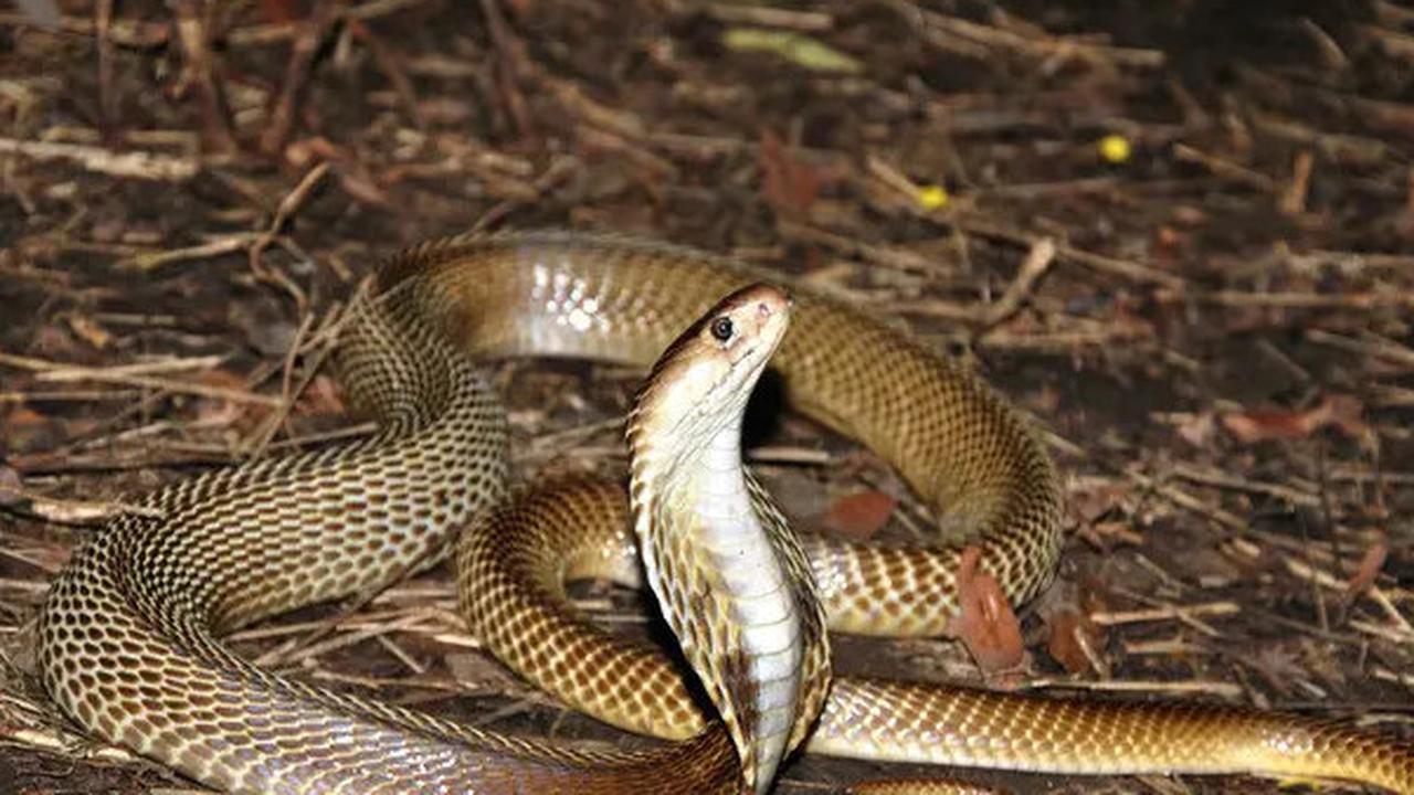 Jenis Tanah yang Menarik Ular Kobra Bertelur di Halaman Rumah