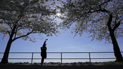 Seseorang memotret pohon sakura Yoshino yang sedang mekar penuh di sekitar Tidal Basin di Washington, Selasa (30/3/2021).  Festival Bunga Sakura Nasional 2021 merayakan pemberian asli 3.000 pohon sakura dari kota Tokyo kepada masyarakat Washington di 1912. (AP Photo/Susan Walsh)