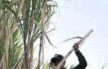 Program Makmur Jadi Upaya Kejar Target Swasembada Gula, Produktivitas Tebu Naik Jadi Segini