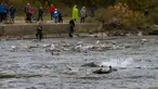 Warga menyaksikan sejumlah ikan salmon bermigrasi ke lokasi untuk bertelur di Sungai Humber di Toronto, Kanada, 18 Oktober 2020. Setiap musim gugur, ribuan ikan salmon di banyak sungai di Ontario berenang menuju ke hulu untuk bertelur, menarik perhatian warga juga para pemancing. (Xinhua/Zou Zheng)