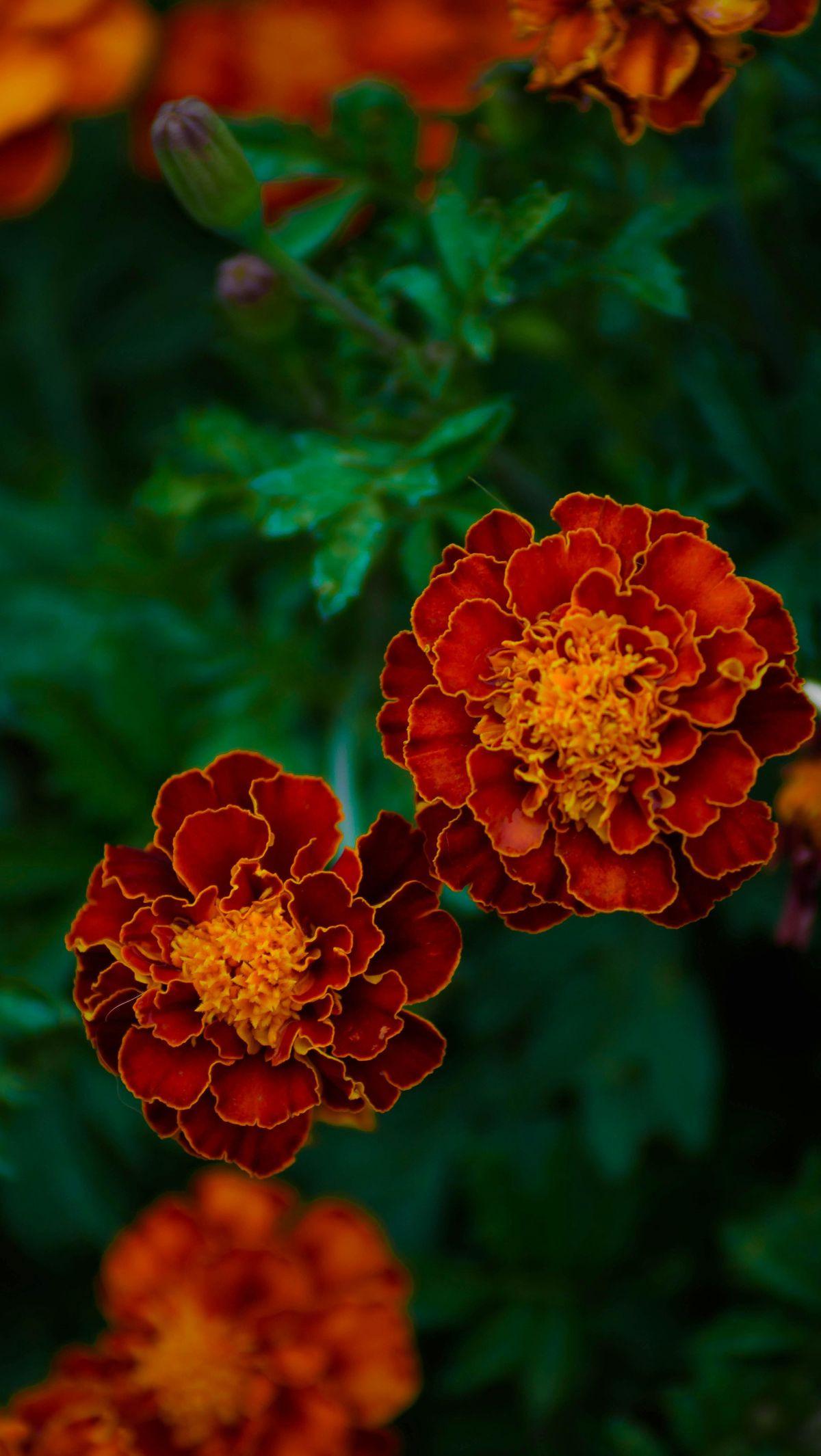 <b>Bunga Marigold</b><br>