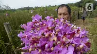 Pekerja menunjukkan bunga anggrek Vanda Douglas usai dipetik di Kota Tangerang Selatan, Banten, Jumat (4/12/2020). Jelang Natal dan Tahun Baru pada masa pandemi COVID-19, permintaan bunga anggrek Vanda Douglas mulai meningkat. (merdeka.com/Dwi Narwoko)