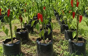 15 Cara Meningkatkan Hasil Panen Cabai agar Buah Lebih Banyak dan Ukurannya Maksimal