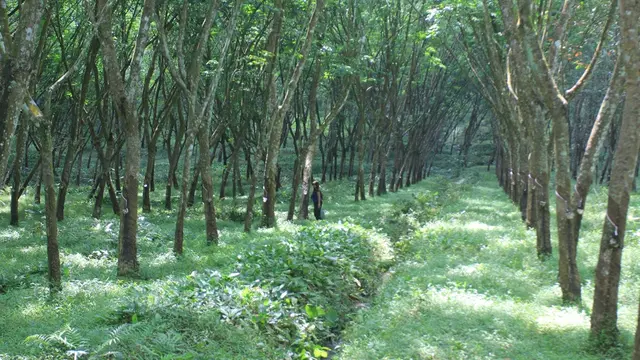 Perkebunan karet peninggalan Belanda, yang kini dikuasai negara. (Foto: Liputan6.com/Muhamad Ridlo)