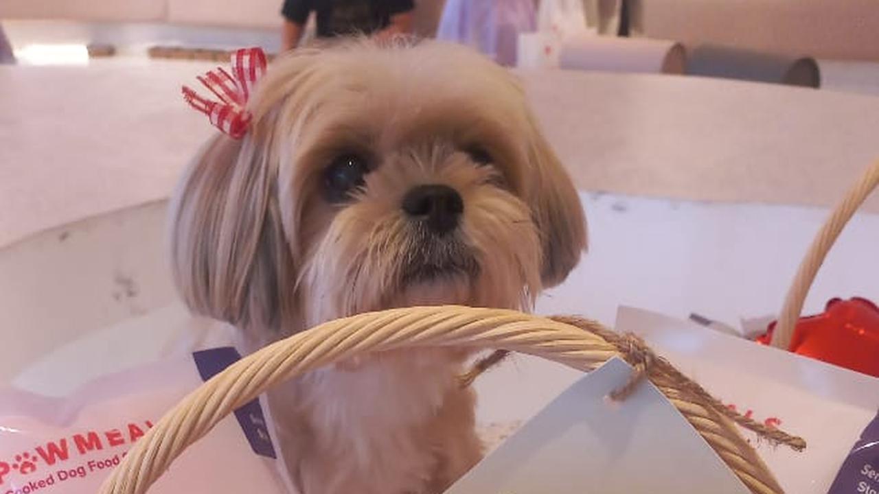 Romantisnya Dinner Bareng Anabul Kesayangan di Momen Valentine