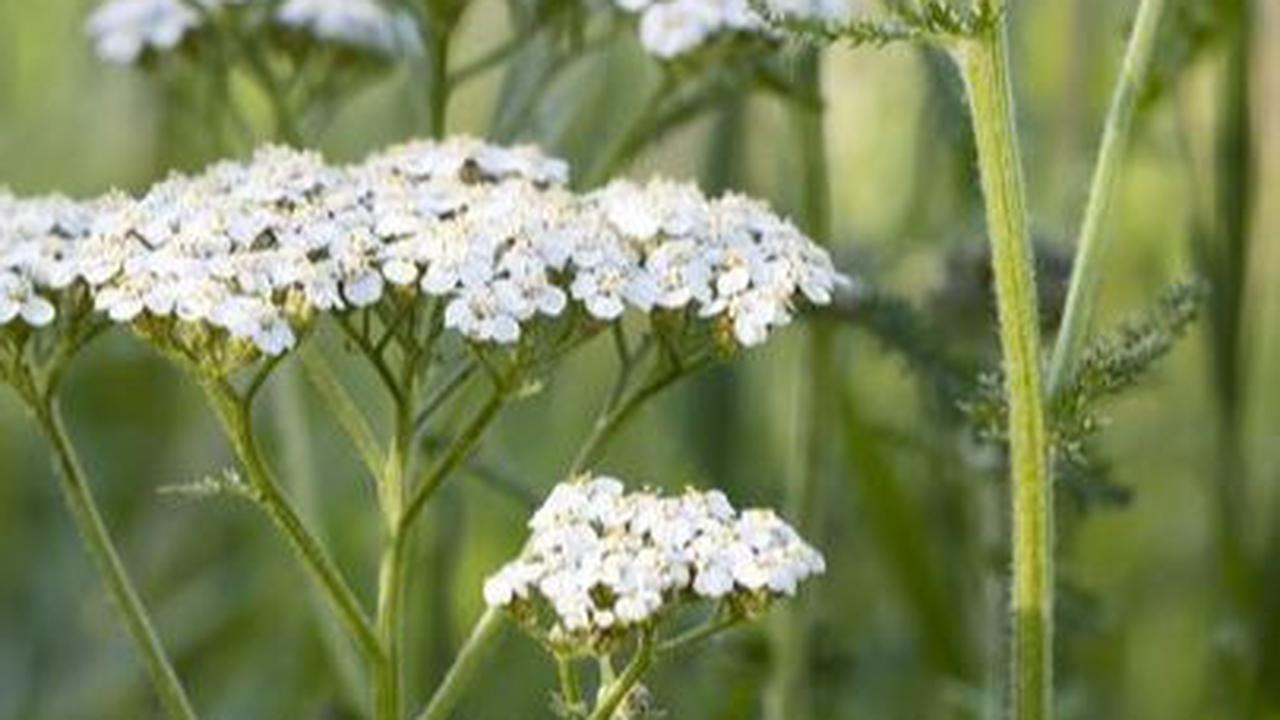 <b>1.  Akar Valerian</b><br>