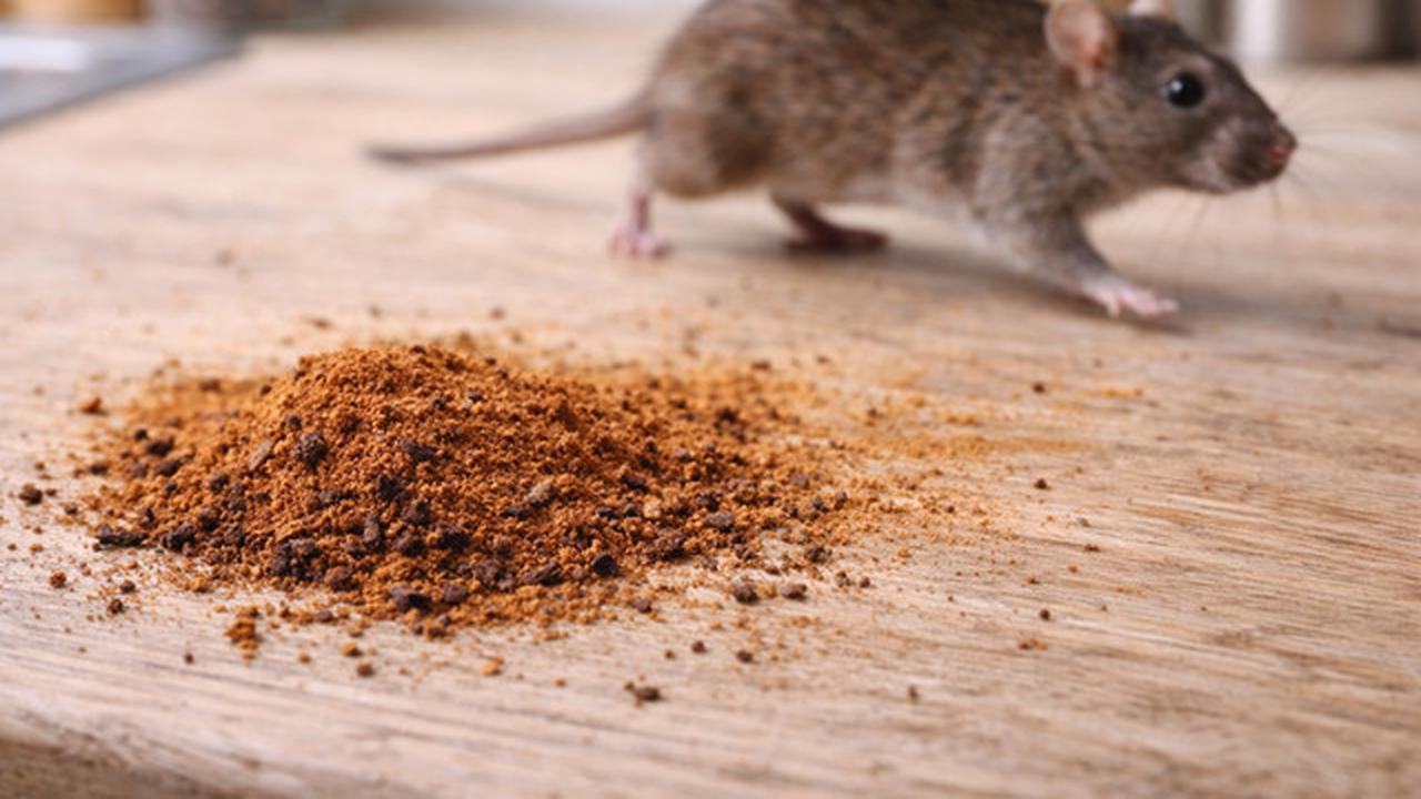 5 Trik Ampuh Mengusir Tikus Pakai 2 Bahan Dapur, Tidak akan Kembali Lagi