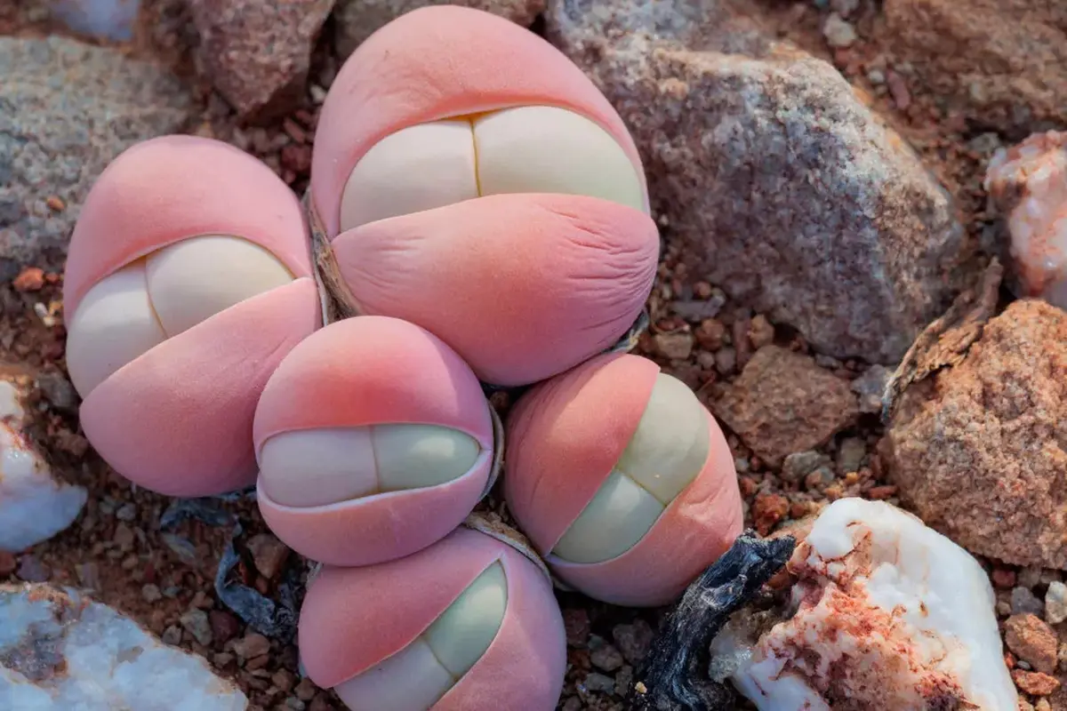 Gibbaeum heathii, sukulen unik yang hidup di Afrika Selatan.
