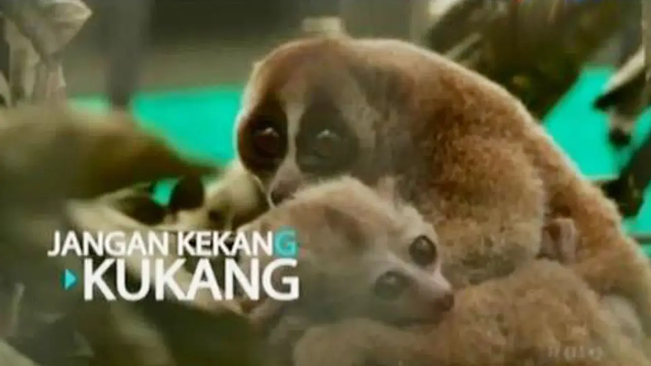 Kukang