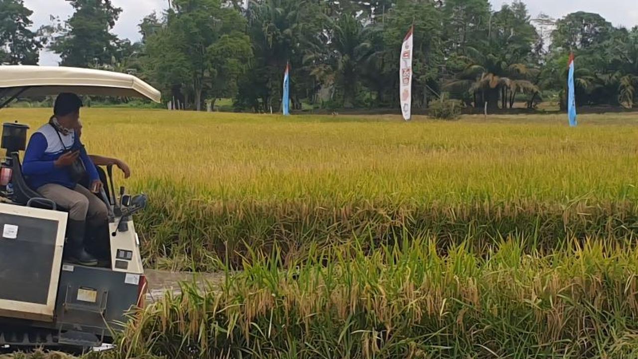 Fakta Unik: Korem Gapo Tanam Padi 2.000 Hektare, Perkuat Ketahanan Pangan Nasional di Sumsel