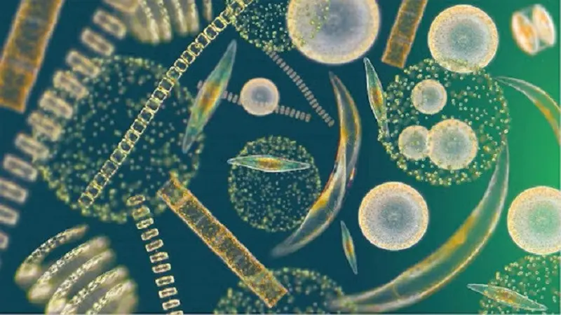 Fitoplankton