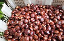 Cara Mudah Mengolah Jengkol Agar Lembut dan Bebas Bau