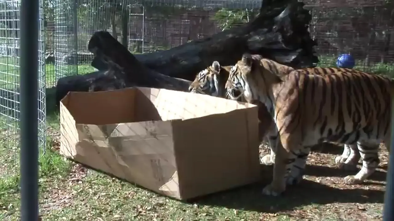 Persamaan Kucing Besar dan Kucing Rumahan