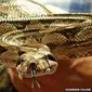 Ular boa (Boa constrictor) menghabisi mangsanya dengan lilitan maut (Dickinson College)