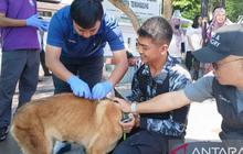 Waspada di Batukaru, Anjing Penggigit Pendaki Dinyatakan Positif Rabies