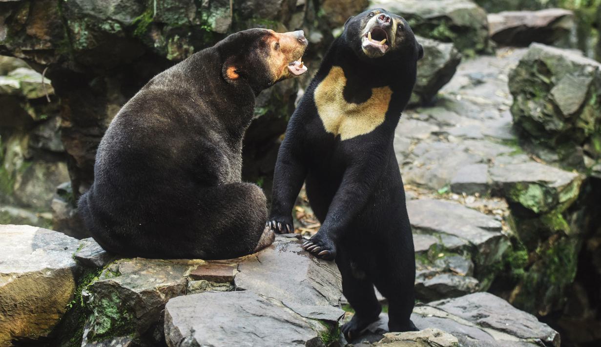 Dua beruang madu berinteraksi di kandang mereka di Kebun Binatang Hangzhou di Hangzhou, di provinsi Zhejiang timur China pada 1 Agustus 2023. (STR / AFP)
