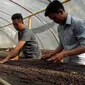 Kopi Premium asal Kabupaten Kepahiang Bengkulu mulai dilirik para penikmat kopi Eropa (Lipuatn6.com/Yuliardi Hardjo)