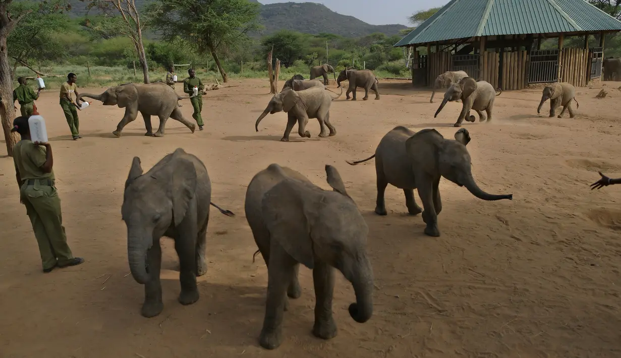 Anak-anak gajah menghampiri para penjaga yang memanggilnya di Reteti Elephant Sanctuary, Namunyak Wildlife Conservancy, Kenya, Rabu (26/2/2020). Masyarakat di sini merawat anak-anak gajah yang ditinggalkan atau yatim piatu. (TONY KARUMBA/AFP)