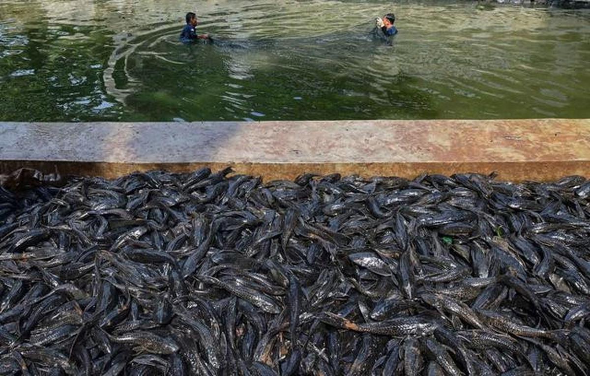 Petugas Sudin Ketahanan Pangan, Kelautan dan Pertanian Jakarta Selatan menangkap ikan sapu-sapu di kawasan Setu Babakan. (merdeka.com/Arie Basuki)