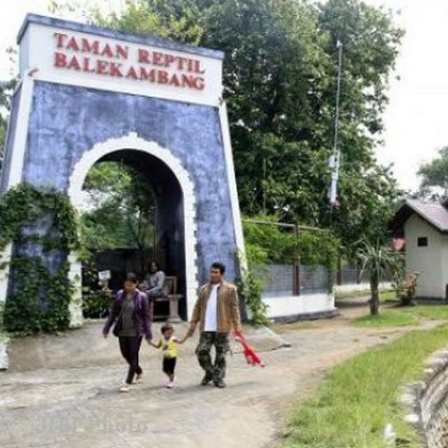 Gara Gara Diseruduk Rusa Pengunjung Taman Balekembang Solo