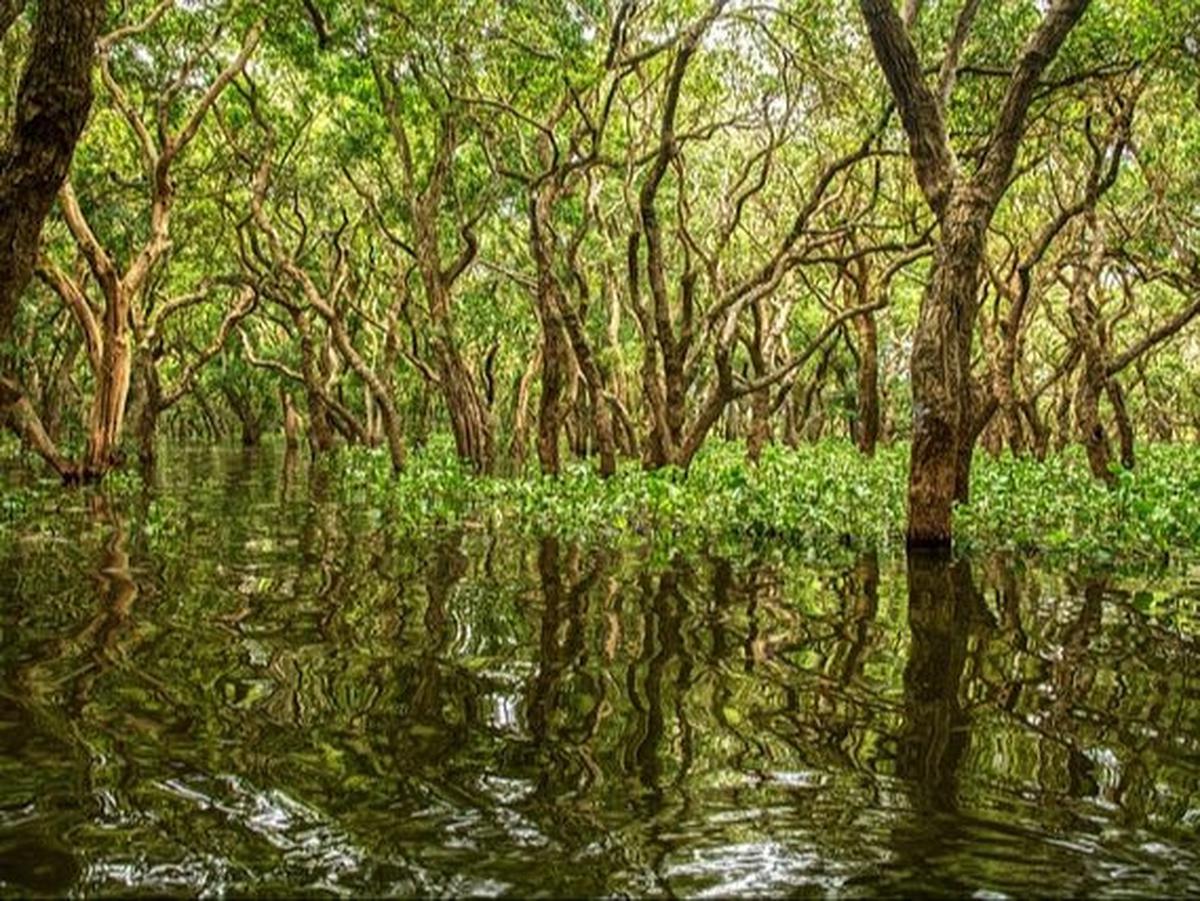 Mangrove Park Pekalongan