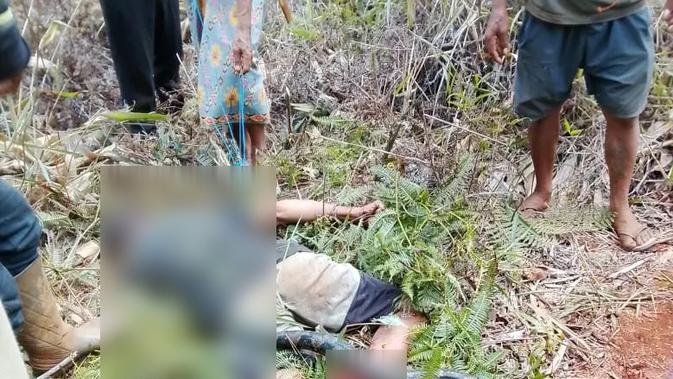 Kronologi Tragis: Petani di Luwu Timur Tewas Dililit Piton Raksasa