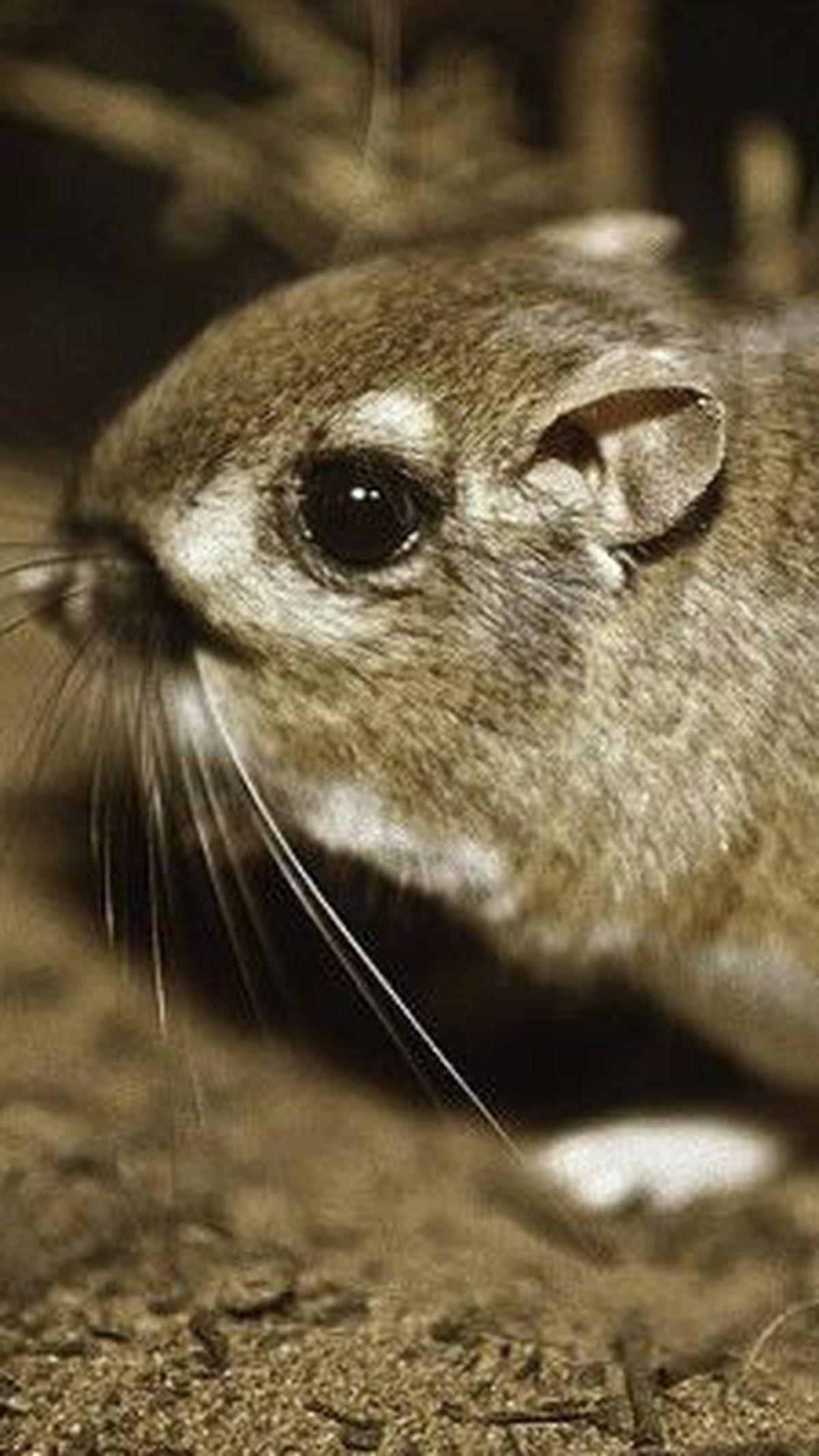 2. Tikus Kanguru Merriam<br>