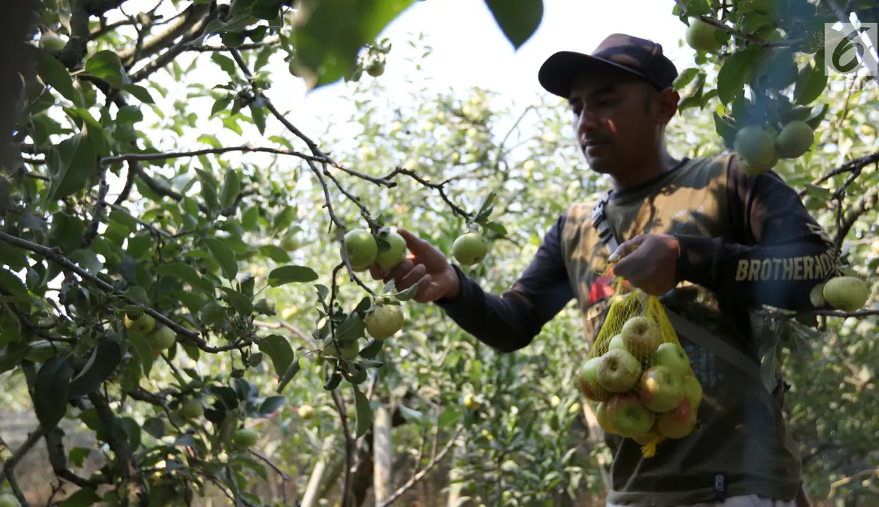 Petani memetik buah apel di salah satu perkebunan kawasan Batu, Malang, Jawa Timur, Rabu (25/9/2019). Apel Malang dihargai Rp 25 ribu hingga Rp 30 ribu per kilogramnya. (Liputan6.com/JohanTallo)