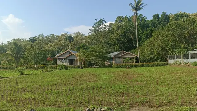 Debu vulkanik menyelimuti permukiman dan lahan pertanian warga di Flotim akibat erupsi Gunung Lewotobi. (Foto: Liputan6.com/Ola Keda)