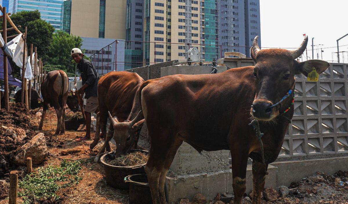 Raditya menjamin, semua hewan kurban dalam kondisi sehat, halal dan higienis.&nbsp;