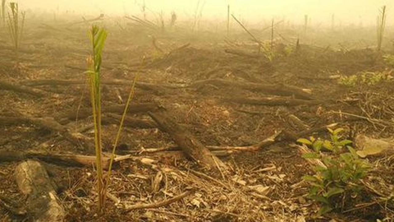 Fakta hutan sengaja dibakar untuk perkebunan sawit