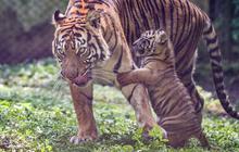 FOTO: Tingkah Menggemaskan Empat Anak Harimau Sumatra di Taman Safari Prigen