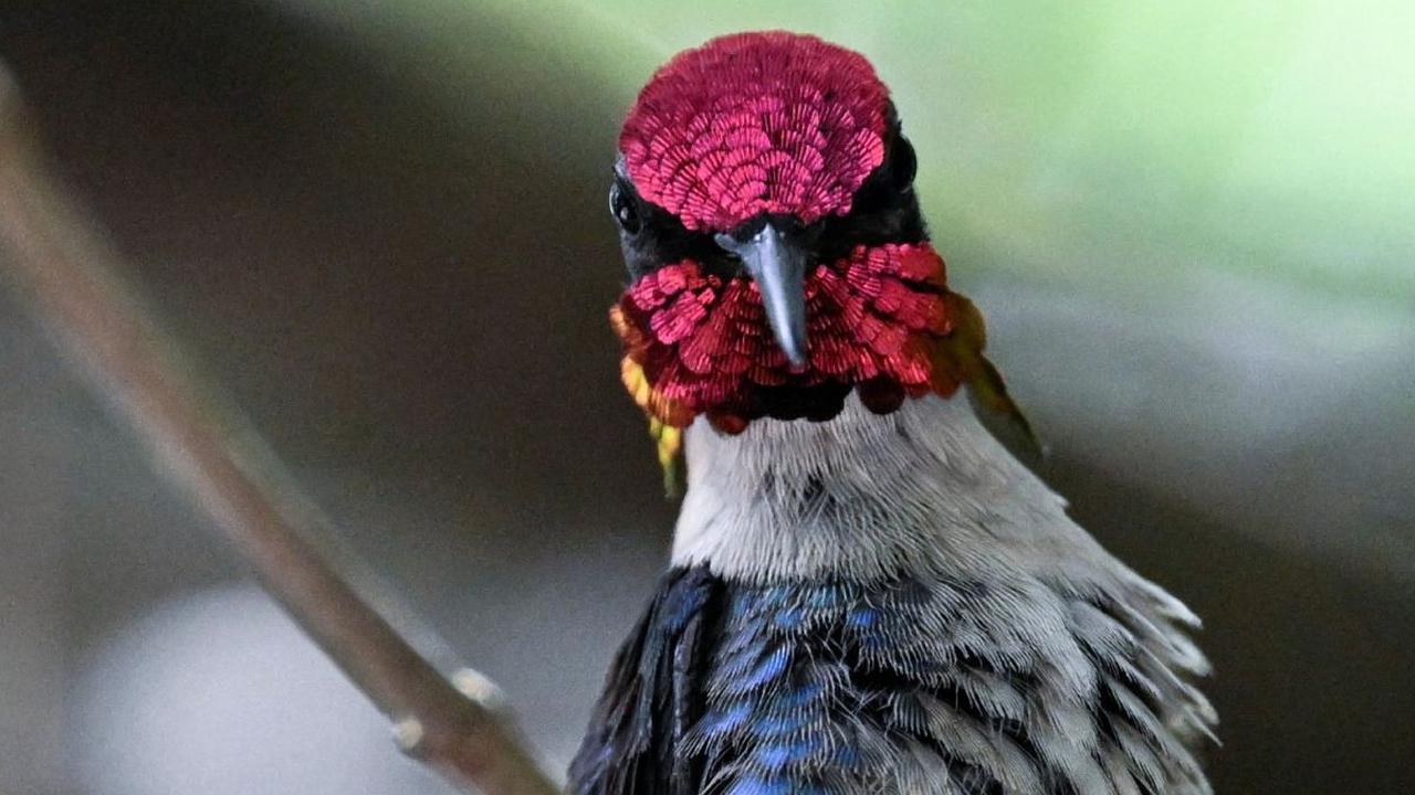 Di Kuba, jumlah burung ini cukup banyak. Namun, Persatuan Internasional untuk Konservasi Alam (IUCN) mengatakan burung ini telah menghilang dari banyak wilayah akibat penggundulan hutan. Foto: Yamil Lage/AFP<br>