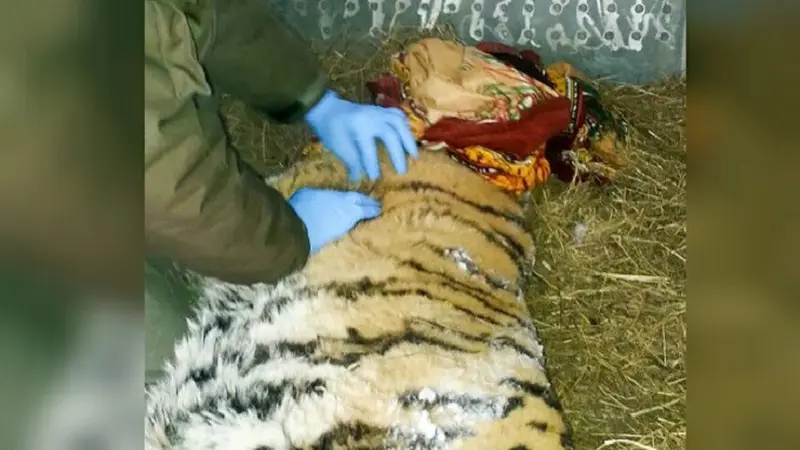 Harimau di Siberia yang minta tolong warga karena sakit gigi (Sikhote-Alin Nature Reserve)