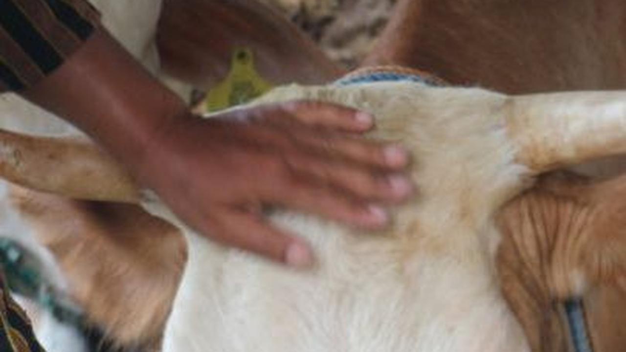 Mengenal Tradisi Momong Pedet Asal Sleman, Bentuk Apresiasi Peternak Terhadap Peliharaannya